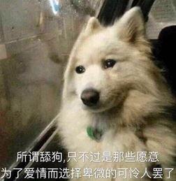 狼狗最新爆料图片大全表情包,萌态百出,笑料连连