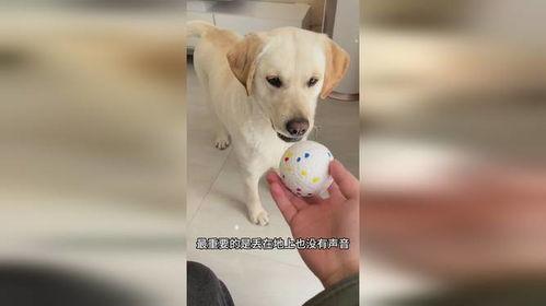 狗子的最新爆料,娱乐圈惊天大秘密大揭秘!